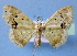  (Scopula flavinsolata - BC ZSM Lep 34857)  @14 [ ] Copyright (2010) Unspecified SNSB, Zoologische Staatssammlung Muenchen