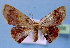 (Chrysocraspeda MS02 - BC ZSM Lep 34858)  @11 [ ] Copyright (2010) Unspecified SNSB, Zoologische Staatssammlung Muenchen