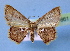  (Chrysocraspeda argentimacula - BC ZSM Lep 34861)  @14 [ ] Copyright (2010) Unspecified SNSB, Zoologische Staatssammlung Muenchen