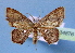  ( - BC ZSM Lep 34876)  @11 [ ] Copyright (2010) Unspecified SNSB, Zoologische Staatssammlung Muenchen