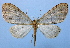  (Tympanota MS02 - BC ZSM Lep 34881)  @14 [ ] Copyright (2010) Unspecified SNSB, Zoologische Staatssammlung Muenchen