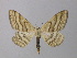  (Scopula albiceraria - BC ZSM Lep 34921)  @14 [ ] CreativeCommons - Attribution Non-Commercial Share-Alike (2010) Unspecified SNSB, Zoologische Staatssammlung Muenchen