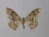  (Lampropteryx jameza - BC ZSM Lep 34924)  @14 [ ] CreativeCommons - Attribution Non-Commercial Share-Alike (2010) Unspecified SNSB, Zoologische Staatssammlung Muenchen