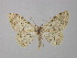  ( - BC ZSM Lep 34934)  @13 [ ] CreativeCommons - Attribution Non-Commercial Share-Alike (2010) Unspecified SNSB, Zoologische Staatssammlung Muenchen