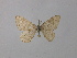  ( - BC ZSM Lep 34947)  @11 [ ] CreativeCommons - Attribution Non-Commercial Share-Alike (2010) Unspecified SNSB, Zoologische Staatssammlung Muenchen