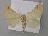  ( - BC ZSM Lep 34984)  @14 [ ] CreativeCommons - Attribution Non-Commercial Share-Alike (2010) Unspecified SNSB, Zoologische Staatssammlung Muenchen