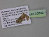  (Gymnoscelis AH02 - BC ZSM Lep 35300)  @12 [ ] CreativeCommons - Attribution Non-Commercial Share-Alike (2010) Unspecified SNSB, Zoologische Staatssammlung Muenchen