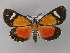  ( - BC ZSM Lep 35306)  @11 [ ] CreativeCommons - Attribution Non-Commercial Share-Alike (2010) Unspecified SNSB, Zoologische Staatssammlung Muenchen
