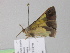 ( - BC ZSM Lep 35308)  @12 [ ] CreativeCommons - Attribution Non-Commercial Share-Alike (2010) Unspecified SNSB, Zoologische Staatssammlung Muenchen