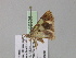  ( - BC ZSM Lep 35335)  @13 [ ] CreativeCommons - Attribution Non-Commercial Share-Alike (2010) Unspecified SNSB, Zoologische Staatssammlung Muenchen