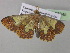  ( - BC ZSM Lep 35345)  @14 [ ] CreativeCommons - Attribution Non-Commercial Share-Alike (2010) Unspecified SNSB, Zoologische Staatssammlung Muenchen