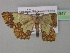  ( - BC ZSM Lep 35347)  @13 [ ] CreativeCommons - Attribution Non-Commercial Share-Alike (2010) Unspecified SNSB, Zoologische Staatssammlung Muenchen