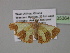  ( - BC ZSM Lep 35364)  @13 [ ] CreativeCommons - Attribution Non-Commercial Share-Alike (2010) Unspecified SNSB, Zoologische Staatssammlung Muenchen