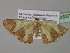  ( - BC ZSM Lep 35371)  @12 [ ] CreativeCommons - Attribution Non-Commercial Share-Alike (2010) Unspecified SNSB, Zoologische Staatssammlung Muenchen