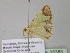 ( - BC ZSM Lep 35383)  @13 [ ] CreativeCommons - Attribution Non-Commercial Share-Alike (2010) Unspecified SNSB, Zoologische Staatssammlung Muenchen