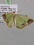  ( - BC ZSM Lep 35392)  @13 [ ] CreativeCommons - Attribution Non-Commercial Share-Alike (2010) Unspecified SNSB, Zoologische Staatssammlung Muenchen