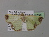  ( - BC ZSM Lep 35393)  @13 [ ] CreativeCommons - Attribution Non-Commercial Share-Alike (2010) Unspecified SNSB, Zoologische Staatssammlung Muenchen