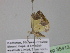  ( - BC ZSM Lep 35413)  @13 [ ] CreativeCommons - Attribution Non-Commercial Share-Alike (2010) Unspecified SNSB, Zoologische Staatssammlung Muenchen