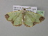  ( - BC ZSM Lep 35425)  @14 [ ] CreativeCommons - Attribution Non-Commercial Share-Alike (2010) Unspecified SNSB, Zoologische Staatssammlung Muenchen