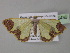  ( - BC ZSM Lep 35436)  @13 [ ] CreativeCommons - Attribution Non-Commercial Share-Alike (2010) Unspecified SNSB, Zoologische Staatssammlung Muenchen