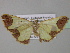  ( - BC ZSM Lep 35437)  @13 [ ] CreativeCommons - Attribution Non-Commercial Share-Alike (2010) Unspecified SNSB, Zoologische Staatssammlung Muenchen