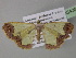  ( - BC ZSM Lep 35438)  @13 [ ] CreativeCommons - Attribution Non-Commercial Share-Alike (2010) Unspecified SNSB, Zoologische Staatssammlung Muenchen