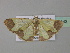  ( - BC ZSM Lep 35443)  @13 [ ] CreativeCommons - Attribution Non-Commercial Share-Alike (2010) Unspecified SNSB, Zoologische Staatssammlung Muenchen
