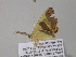  ( - BC ZSM Lep 35450)  @12 [ ] CreativeCommons - Attribution Non-Commercial Share-Alike (2010) Unspecified SNSB, Zoologische Staatssammlung Muenchen