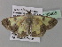  ( - BC ZSM Lep 35468)  @13 [ ] CreativeCommons - Attribution Non-Commercial Share-Alike (2010) Unspecified SNSB, Zoologische Staatssammlung Muenchen