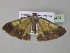  ( - BC ZSM Lep 35474)  @13 [ ] CreativeCommons - Attribution Non-Commercial Share-Alike (2010) Unspecified SNSB, Zoologische Staatssammlung Muenchen