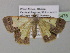  ( - BC ZSM Lep 35475)  @13 [ ] CreativeCommons - Attribution Non-Commercial Share-Alike (2010) Unspecified SNSB, Zoologische Staatssammlung Muenchen