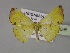  ( - BC ZSM Lep 30095)  @13 [ ] CreativeCommons - Attribution Non-Commercial Share-Alike (2010) Unspecified SNSB, Zoologische Staatssammlung Muenchen
