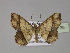  ( - BC ZSM Lep 30138)  @13 [ ] CreativeCommons - Attribution Non-Commercial Share-Alike (2010) Unspecified SNSB, Zoologische Staatssammlung Muenchen