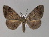  ( - BC ZSM Lep 30151)  @11 [ ] CreativeCommons - Attribution Non-Commercial Share-Alike (2010) Unspecified SNSB, Zoologische Staatssammlung Muenchen