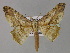  ( - BC ZSM Lep 30162)  @14 [ ] CreativeCommons - Attribution Non-Commercial Share-Alike (2010) Unspecified SNSB, Zoologische Staatssammlung Muenchen