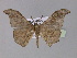  (Hyposidra AH01Ph - BC ZSM Lep 30169)  @13 [ ] CreativeCommons - Attribution Non-Commercial Share-Alike (2010) Unspecified SNSB, Zoologische Staatssammlung Muenchen