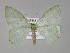  (Comostola AH01IJ - BC ZSM Lep 30187)  @13 [ ] CreativeCommons - Attribution Non-Commercial Share-Alike (2010) Unspecified SNSB, Zoologische Staatssammlung Muenchen