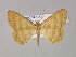  (Synegia AH01IJ - BC ZSM Lep 30213)  @14 [ ] CreativeCommons - Attribution Non-Commercial Share-Alike (2010) Unspecified SNSB, Zoologische Staatssammlung Muenchen