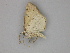  ( - BC ZSM Lep 30248)  @13 [ ] CreativeCommons - Attribution Non-Commercial Share-Alike (2010) Unspecified SNSB, Zoologische Staatssammlung Muenchen