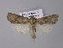  ( - BC ZSM Lep 30927)  @14 [ ] CreativeCommons - Attribution Non-Commercial Share-Alike (2010) Unspecified SNSB, Zoologische Staatssammlung Muenchen