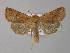  ( - BC ZSM Lep 30951)  @14 [ ] CreativeCommons - Attribution Non-Commercial Share-Alike (2010) Unspecified SNSB, Zoologische Staatssammlung Muenchen