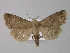  ( - BC ZSM Lep 30952)  @14 [ ] CreativeCommons - Attribution Non-Commercial Share-Alike (2010) Unspecified SNSB, Zoologische Staatssammlung Muenchen