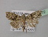  ( - BC ZSM Lep 30972)  @13 [ ] CreativeCommons - Attribution Non-Commercial Share-Alike (2010) Unspecified SNSB, Zoologische Staatssammlung Muenchen