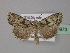  ( - BC ZSM Lep 30973)  @13 [ ] CreativeCommons - Attribution Non-Commercial Share-Alike (2010) Unspecified SNSB, Zoologische Staatssammlung Muenchen
