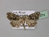  ( - BC ZSM Lep 30974)  @13 [ ] CreativeCommons - Attribution Non-Commercial Share-Alike (2010) Unspecified SNSB, Zoologische Staatssammlung Muenchen