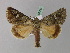  (Polyphaenis xanthochloris - BC ZSM Lep 30986)  @13 [ ] CreativeCommons - Attribution Non-Commercial Share-Alike (2010) Unspecified SNSB, Zoologische Staatssammlung Muenchen