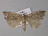  (Stilbia calberlae - BC ZSM Lep 31039)  @13 [ ] CreativeCommons - Attribution Non-Commercial Share-Alike (2010) Unspecified SNSB, Zoologische Staatssammlung Muenchen