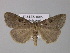  (Stilbia faillae - BC ZSM Lep 31040)  @14 [ ] CreativeCommons - Attribution Non-Commercial Share-Alike (2010) Unspecified SNSB, Zoologische Staatssammlung Muenchen