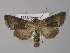  ( - BC ZSM Lep 31055)  @14 [ ] CreativeCommons - Attribution Non-Commercial Share-Alike (2010) Unspecified SNSB, Zoologische Staatssammlung Muenchen