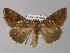  ( - BC ZSM Lep 31066)  @13 [ ] CreativeCommons - Attribution Non-Commercial Share-Alike (2010) Unspecified SNSB, Zoologische Staatssammlung Muenchen